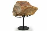 Fossil Sauropod Vertebra Section w/ Metal Stand - Colorado #294913-1